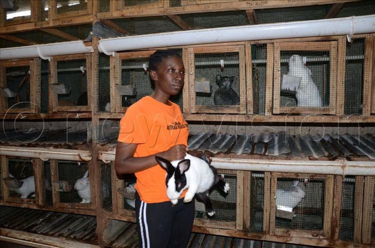 Harvest Money - Uganda's Premier Agricultural News & Insights