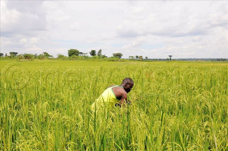 Harvest Money - Uganda's Premier Agricultural News & Insights