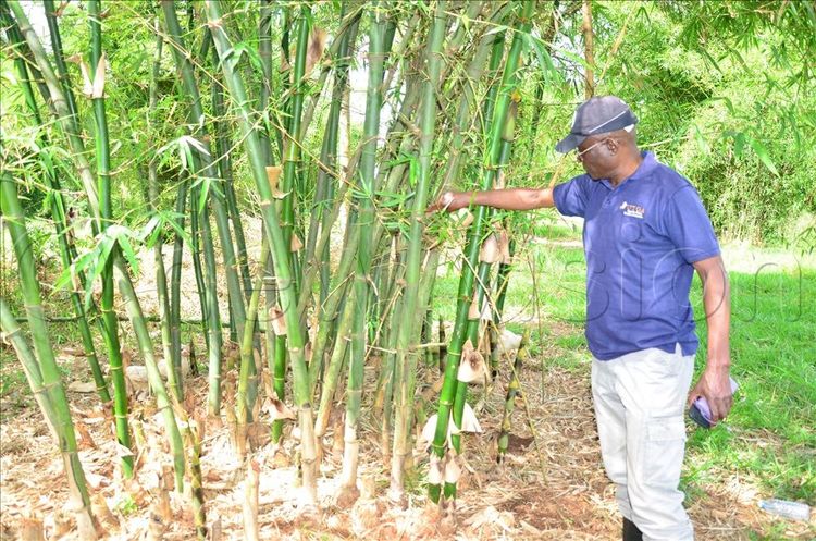 Harvest Money - Uganda's Premier Agricultural News & Insights