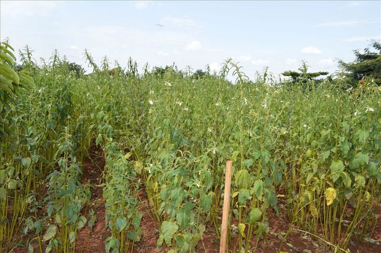 Harvest Money - Uganda's Premier Agricultural News & Insights